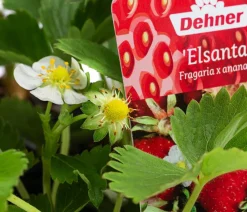 Dehner Erdbeer-Ernte Erdbeerpflanzen > Erdbeere 'Elsanta', 8er-Schale