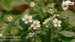 Dehner Erdbeer-Ernte Erdbeere 'Korona' Rot Sale