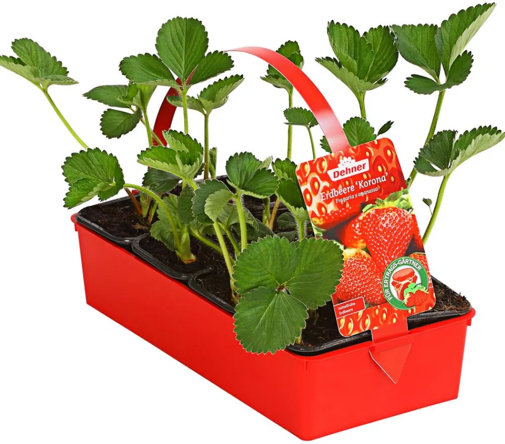 Dehner Erdbeer-Ernte Erdbeerpflanzen - Erdbeere 'Korona' Rot