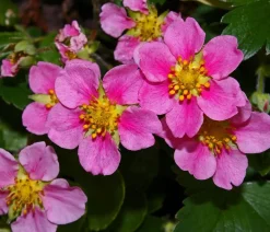 Dehner Erdbeer-Ernte Erdbeere 'Pink Princess' Rot Best