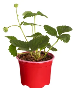Dehner Erdbeer-Ernte Erdbeere 'Pink Princess' Rot Best