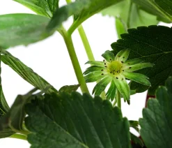 Dehner Erdbeer-Ernte Erdbeerpflanzen - Erdbeere 'Prosecco Berry', 8er-Schale Rot