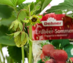 Dehner Erdbeer-Ernte Erdbeerpflanzen|Beeren-Sets > Erdbeer-Set Erdbeer-Sommer, 4 Sorten, 8er-Schale