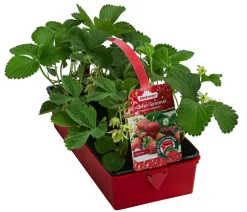 Dehner Erdbeer-Ernte Erdbeerpflanzen|Beeren-Sets > Erdbeer-Set Erdbeer-Sommer, 4 Sorten, 8er-Schale