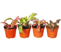 Dehner Bromelien|Zimmerpflanzen-Sets - Erdbromelien-Set - Cryptanthus, 4-teilig