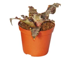 Dehner Bromelien|Zimmerpflanzen-Sets - Erdbromelien-Set - Cryptanthus, 4-teilig