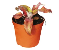 Dehner Bromelien|Zimmerpflanzen-Sets - Erdbromelien-Set - Cryptanthus, 4-teilig