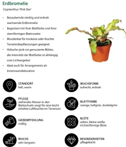 Dehner Bromelien|Zimmerpflanzen-Sets - Erdbromelien-Set - Cryptanthus, 4-teilig