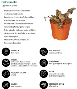 Dehner Bromelien|Zimmerpflanzen-Sets - Erdbromelien-Set - Cryptanthus, 4-teilig