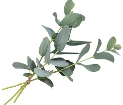 Dehner Garten- & Heilkräuter|Küchenkräuter - Eukalyptus Grün