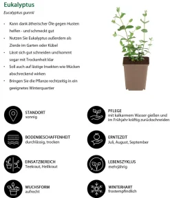 Dehner Garten- & Heilkräuter|Küchenkräuter - Eukalyptus Grün
