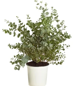 Dehner Terrassenpflanzen|Eukalyptus > Eukalyptus, Busch