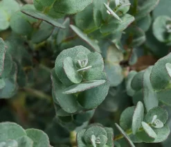 Dehner Terrassenpflanzen|Eukalyptus > Eukalyptus, Busch