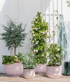 Dehner Terrassenpflanzen|Eukalyptus > Eukalyptus, Busch