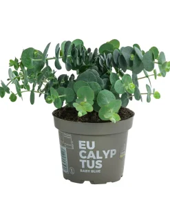 Dehner Terrassenpflanzen|Eukalyptus > Eukalyptus, Busch