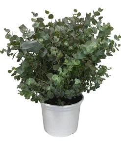 Dehner Terrassenpflanzen|Eukalyptus > Eukalyptus, Busch
