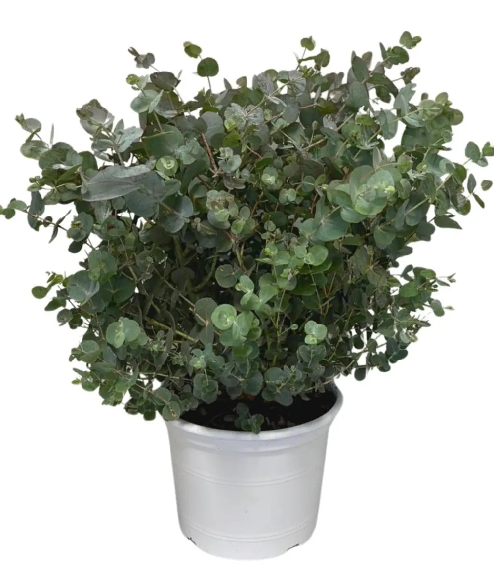 Dehner Terrassenpflanzen|Eukalyptus > Eukalyptus, Busch