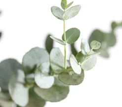 Dehner Eukalyptus, Busch Clearance