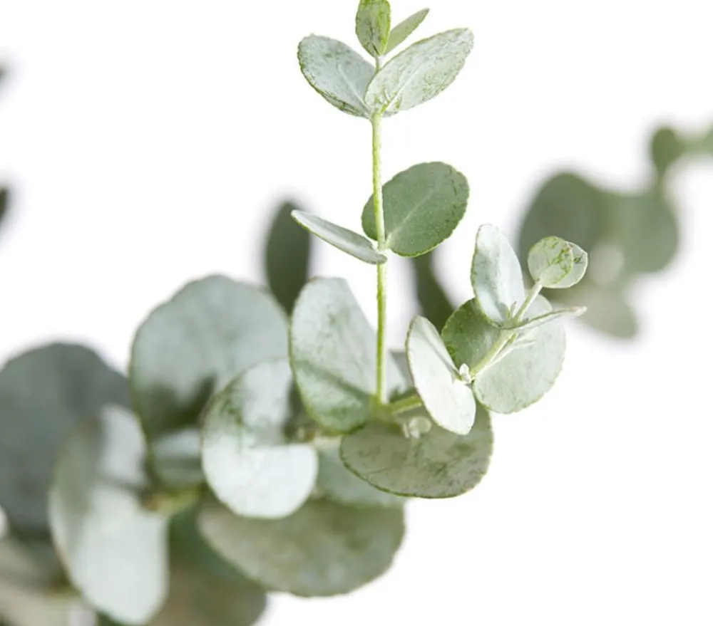 Dehner Eukalyptus, Busch Clearance