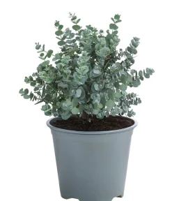 Dehner Eukalyptus, Busch Clearance