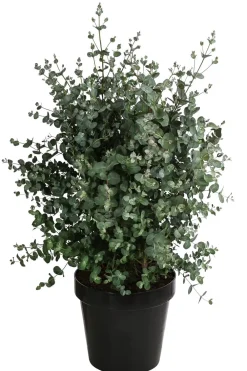 Dehner Eukalyptus, Busch Discount