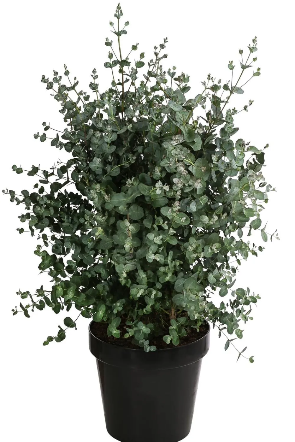 Dehner Eukalyptus, Busch Discount