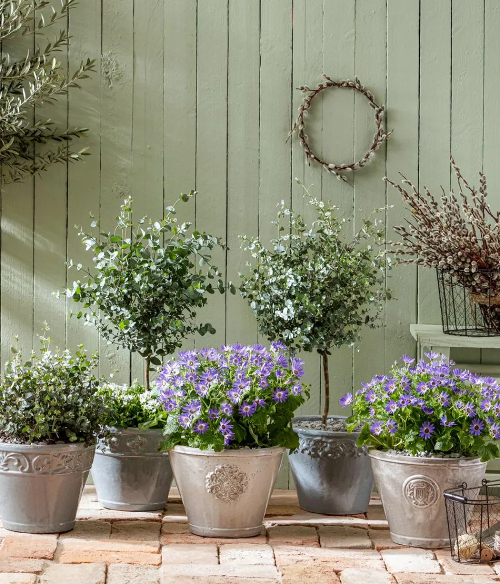 Dehner Eukalyptus, Busch Discount