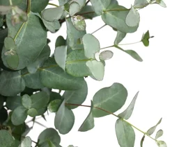 Dehner Eukalyptus, Busch Discount