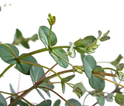 Dehner Terrassenpflanzen|Eukalyptus - Eukalyptus, Busch