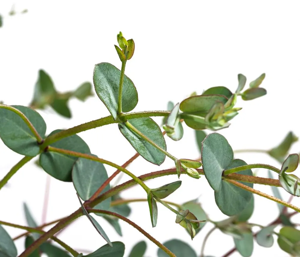 Dehner Terrassenpflanzen|Eukalyptus - Eukalyptus, Busch