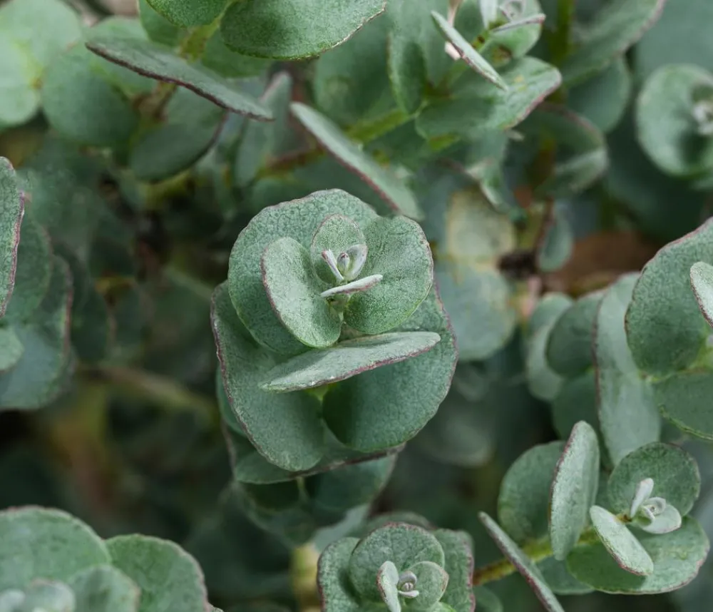 Dehner Terrassenpflanzen|Eukalyptus - Eukalyptus, Busch