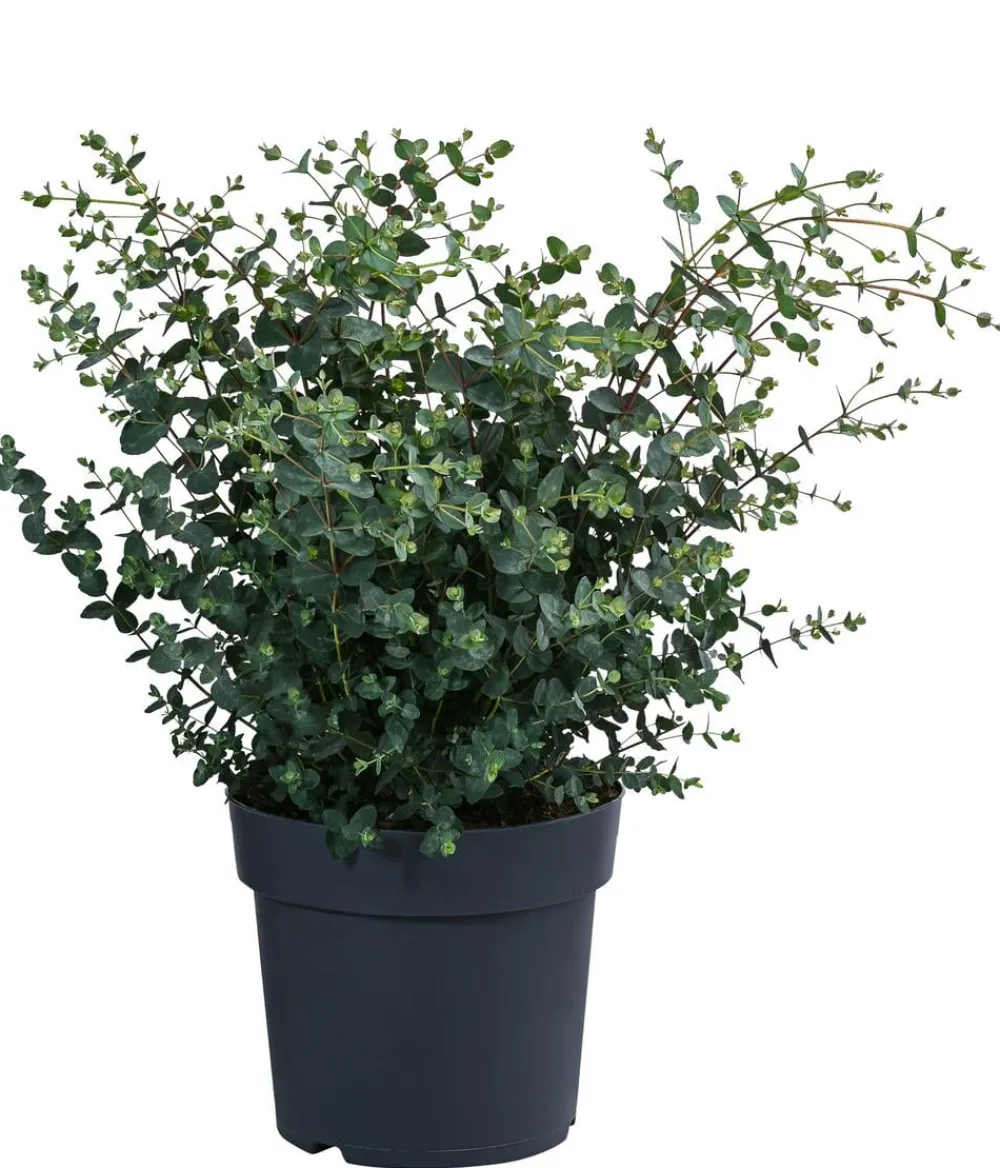 Dehner Terrassenpflanzen|Eukalyptus - Eukalyptus, Busch