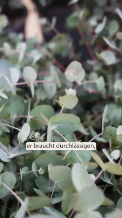 Dehner Terrassenpflanzen|Eukalyptus - Eukalyptus, Busch