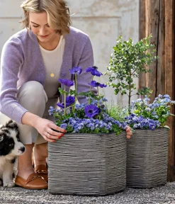 Dehner Terrassenpflanzen|Eukalyptus > Eukalyptus, Stämmchen