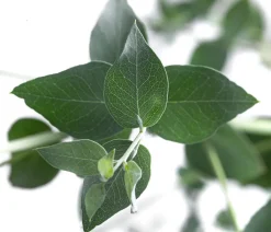 Dehner Eukalyptus, Stämmchen Best