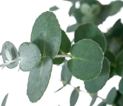 Dehner Terrassenpflanzen|Eukalyptus - Eukalyptus, Stämmchen