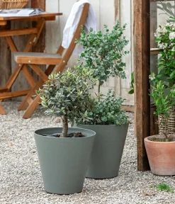 Dehner Terrassenpflanzen|Eukalyptus - Eukalyptus, Stämmchen