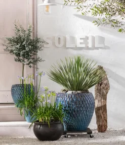 Dehner Terrassenpflanzen|Eukalyptus - Eukalyptus, Stämmchen