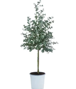 Dehner Terrassenpflanzen|Eukalyptus - Eukalyptus, Stämmchen