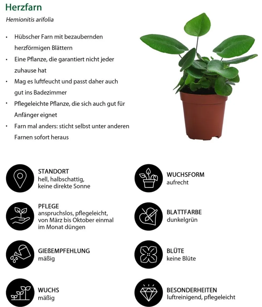 Dehner Zimmerpflanzen-Sets|Grünpflanzen > Farn-Set, 3-teilig