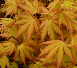 Dehner Fächerahorn 'Orange Dream' Grün Sale