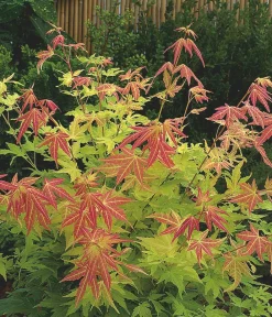 Dehner Fächerahorn 'Orange Dream' Grün Sale