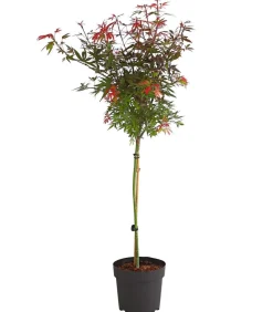 Dehner Fächerahorn 'Shaina' Dunkelrot New