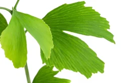 Dehner Laubgehölze|Grünpflanzen > Fächerblattbaum - Ginkgo biloba