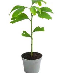 Dehner Laubgehölze|Grünpflanzen > Fächerblattbaum - Ginkgo biloba