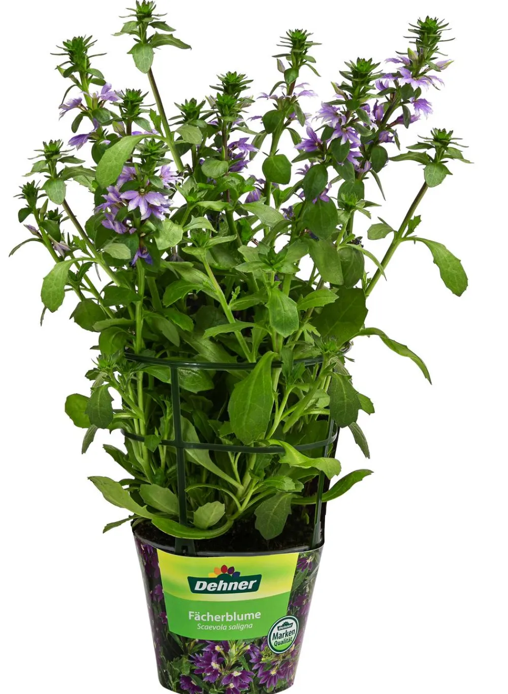 Dehner Sommerblumen - Fächerblume Lavendel