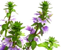 Dehner Sommerblumen - Fächerblume Lavendel