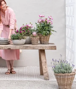 Dehner Federbusch 'Venezuela' Pink Online