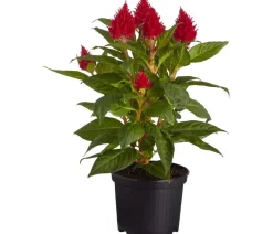 Dehner Sommerblumen > Federbusch, verschiedene Farben