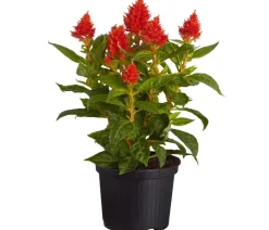 Dehner Sommerblumen > Federbusch, verschiedene Farben